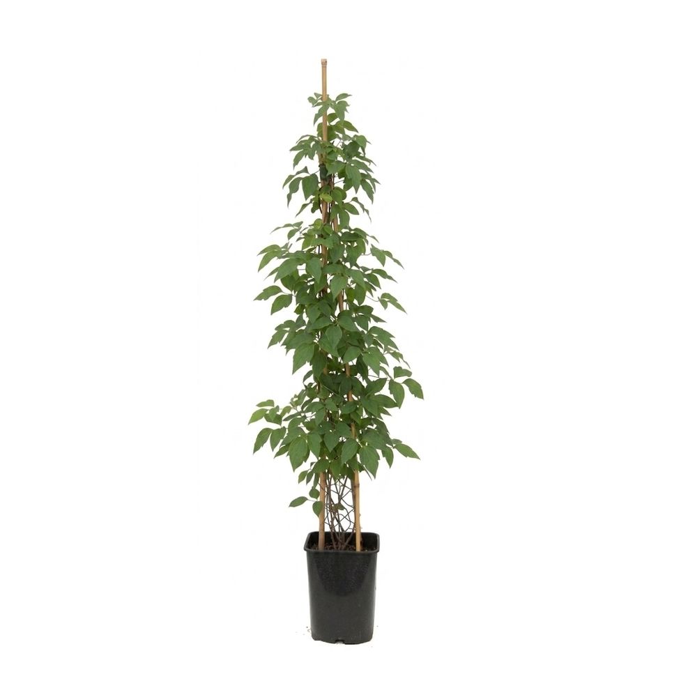 Clematis varié : pot de 6L 