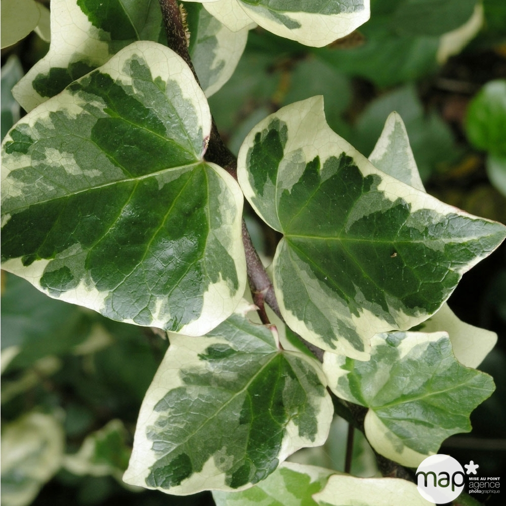 Hedera Gloire de Marengo : ctr 6L