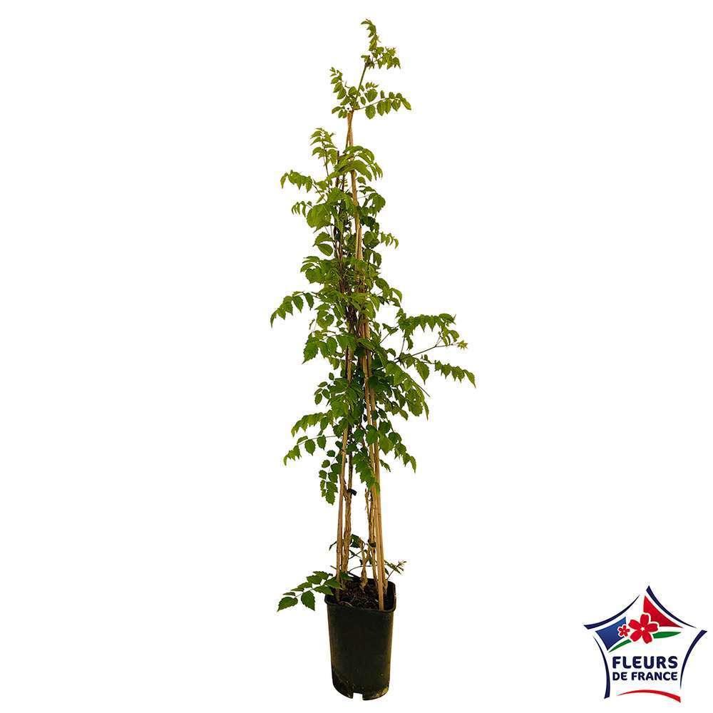 Campsis varié Pot 6L