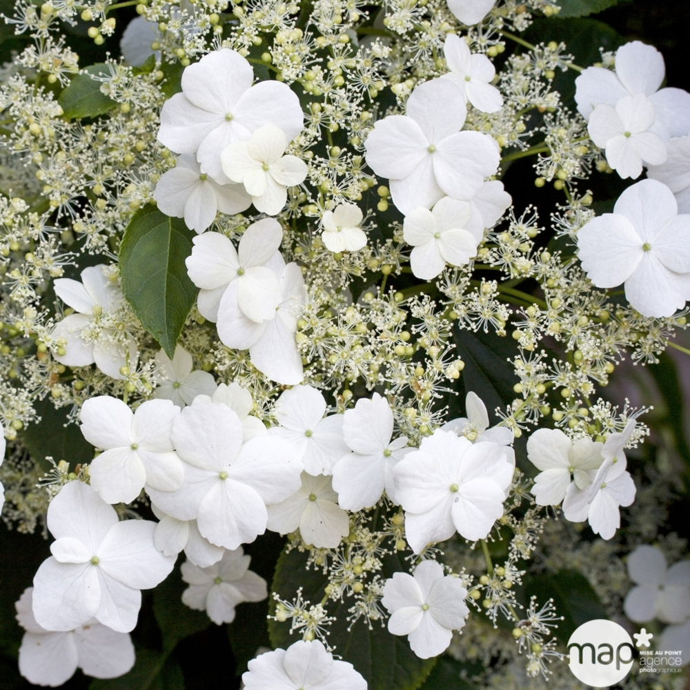 Hydrangea grimpant 'Petiolaris' - Pot 3L