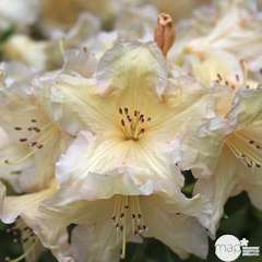Rhododendron x 'Champagne' : H. 40/50 cm ctr 7L