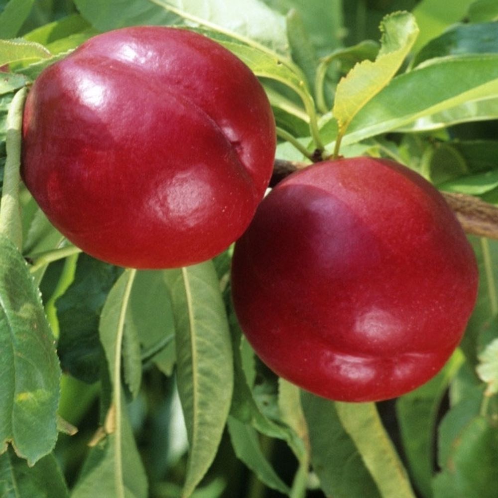 Nectarinier 'Fantasia' : pot de 10L - gobelet 