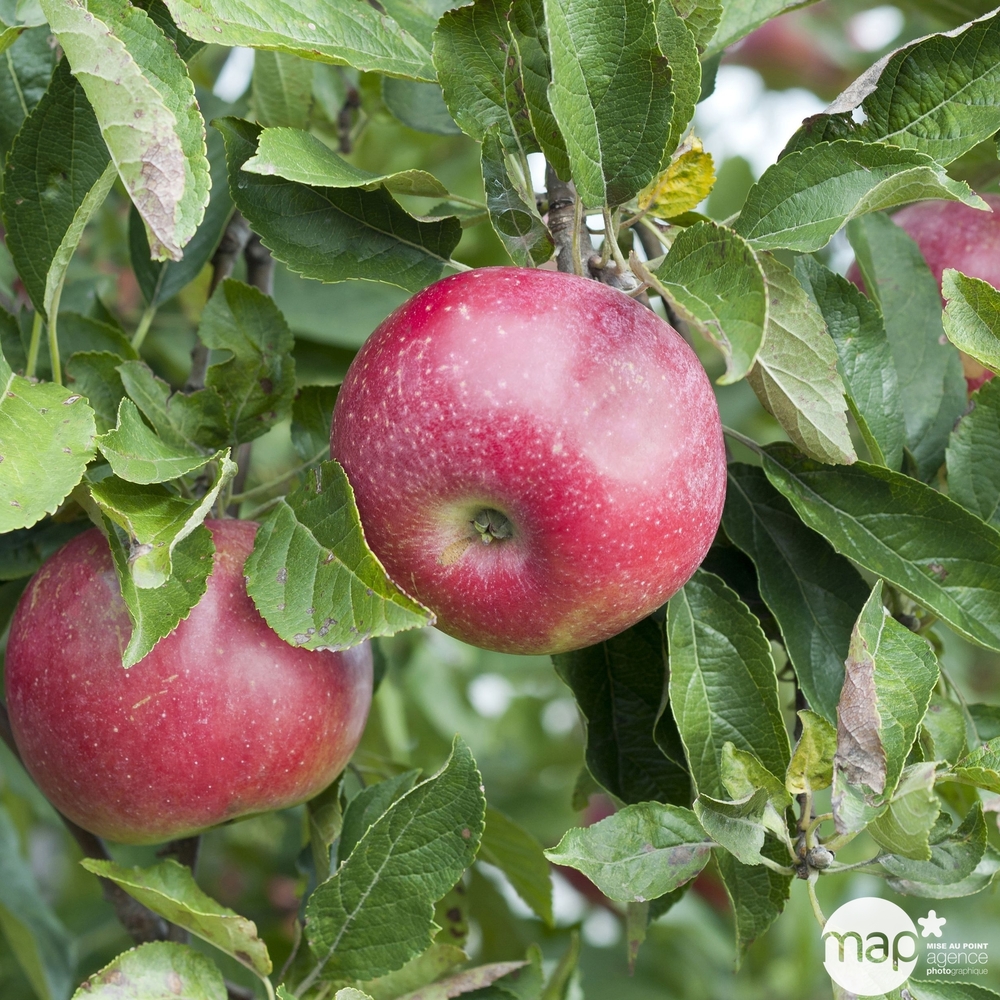 Pommier 'Idared', cordon ondulé : pot 10L