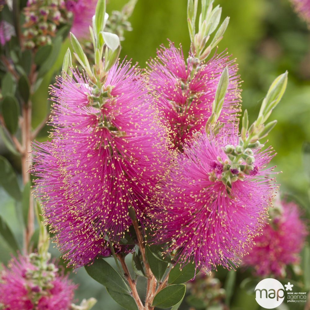 Callistemon Viminalis Hot Pink : ctr 7L