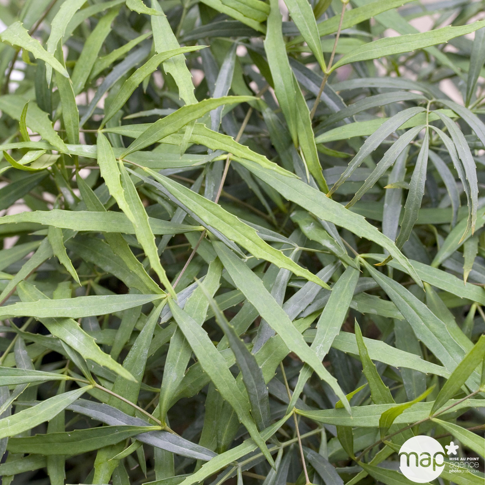 Mahonia Soft Caress : ctr 5L