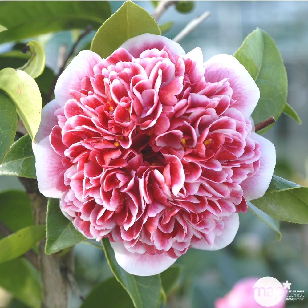 Camellia x 'Volunteer':H 40/50 cm conteneur 3 litres