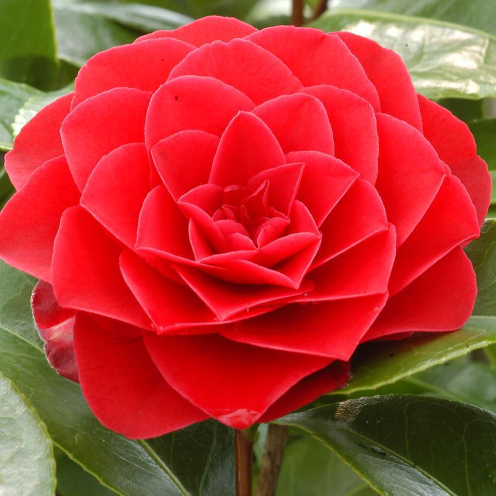 Camellia japonica 'Roger Hall ': H. 60/70 cm ctr 7L