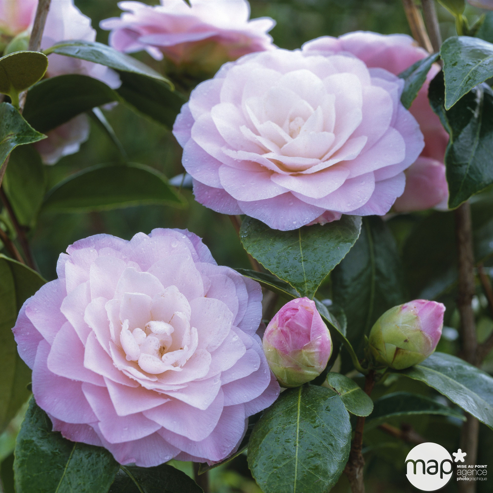 Camellia japonica 'Nuccio's Pearl ': H. 60/70 cm ctr 7L