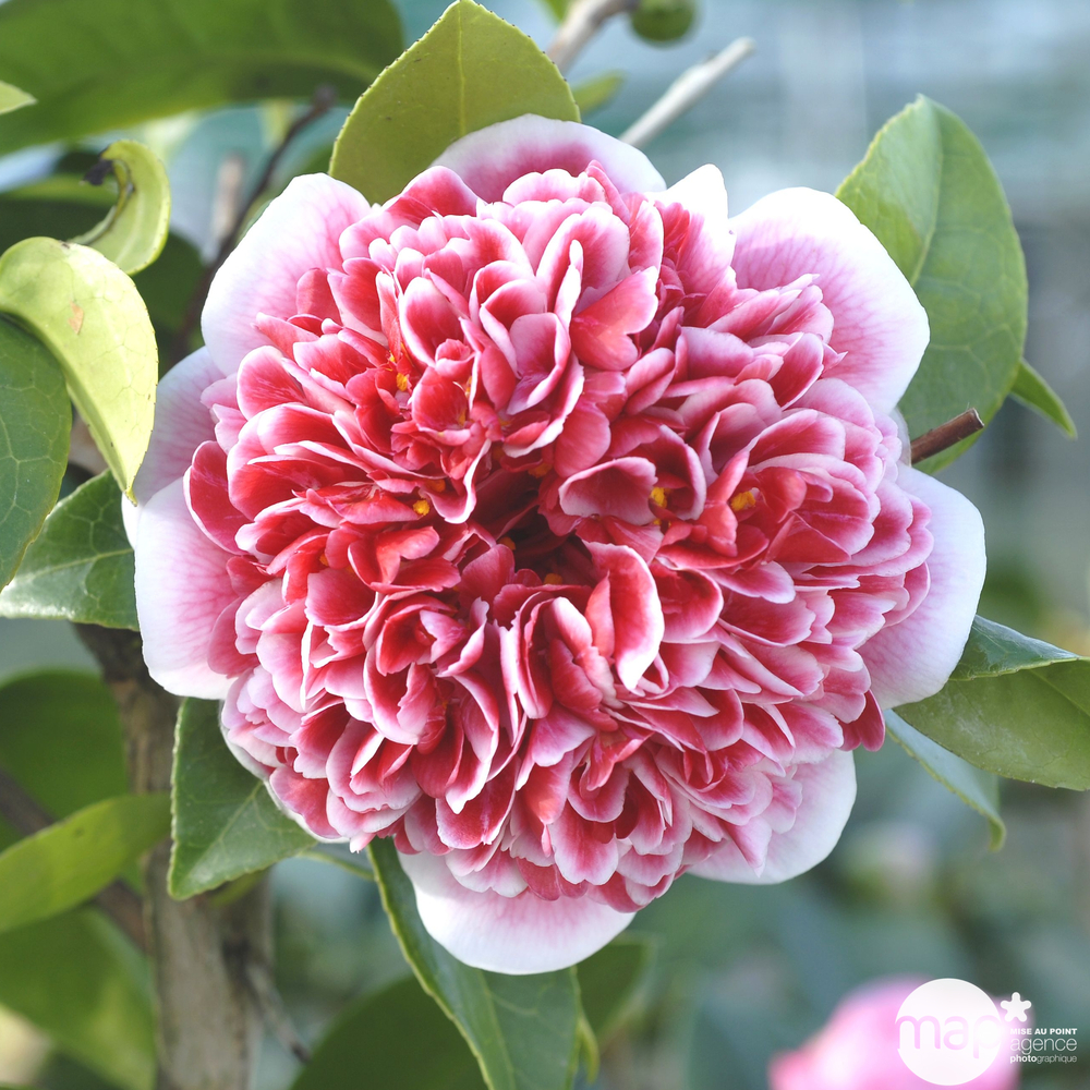 Camellia x 'Volunteer':H 60/70 cm conteneur 7 litres