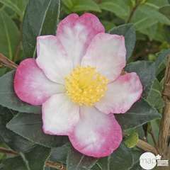 Camellia 'Rainbow' : H. 60/70 cm ctr 7L
