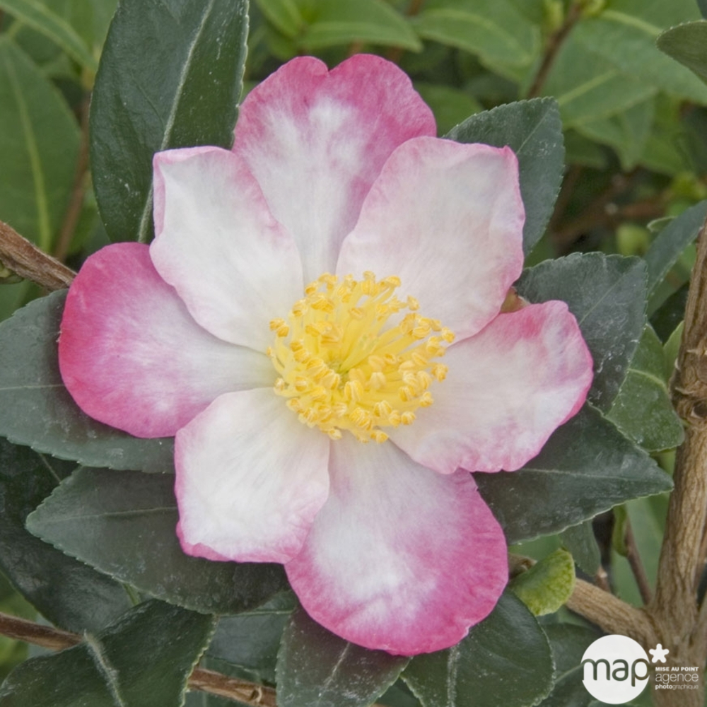 Camellia 'Rainbow' : H. 60/70 cm ctr 7L