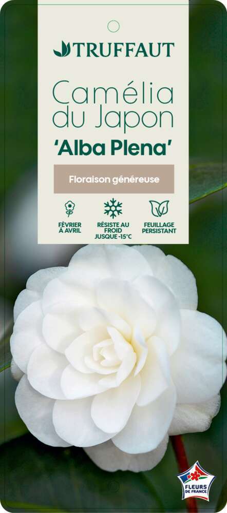 Camellia japonica 'Alba Plana':H40/50cm, 3L