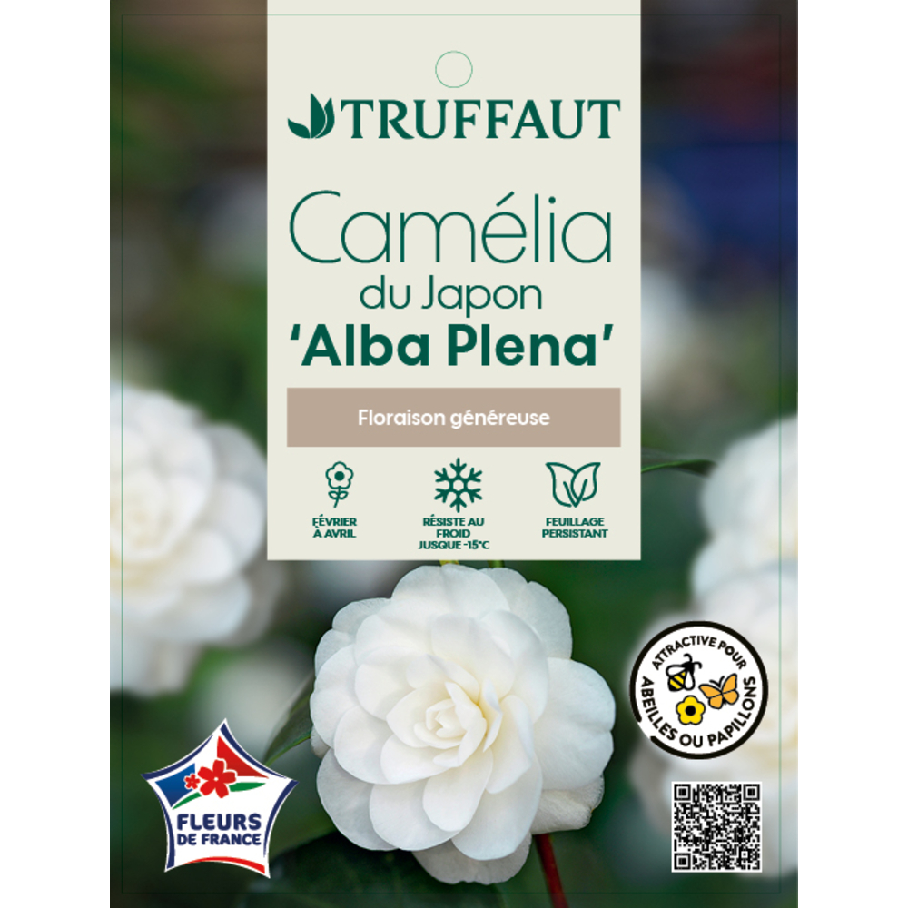 Camellia japonica 'Alba Plana':H40/50cm, 3L