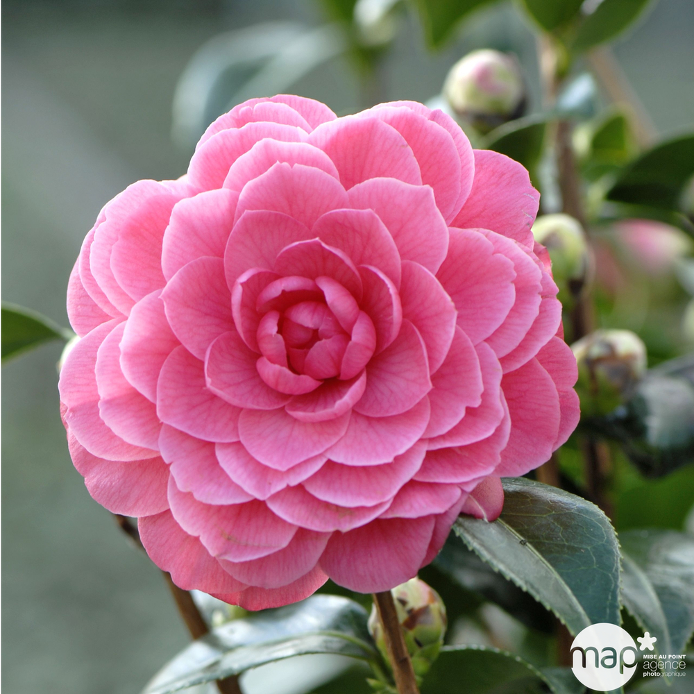 Camellia japonica 'Spring Formal ': conteneur 3 litres