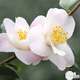 Camellia hybride ' Spring Mist ': H. 40/50 cm ctr 3L
