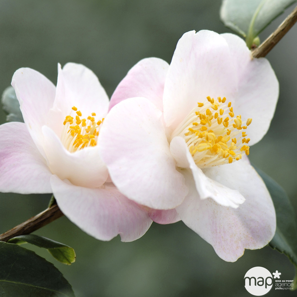 Camellia hybride ' Spring Mist ': H. 40/50 cm ctr 3L