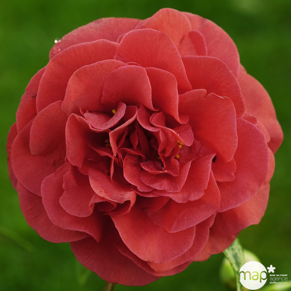 Camellia japonica 'Tom Knudsen ': H. 40/50 cm ctr 3L