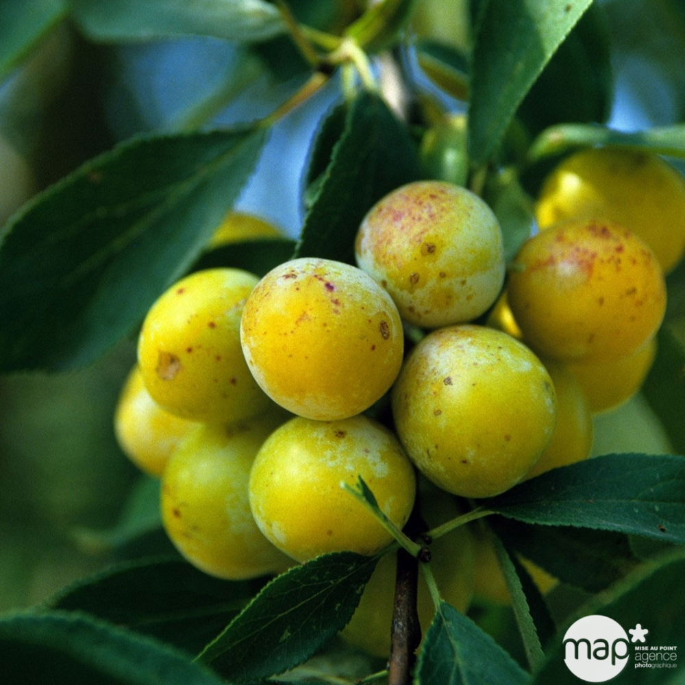 Prunier mirabelle de Nancy : demi tige ctr 15L