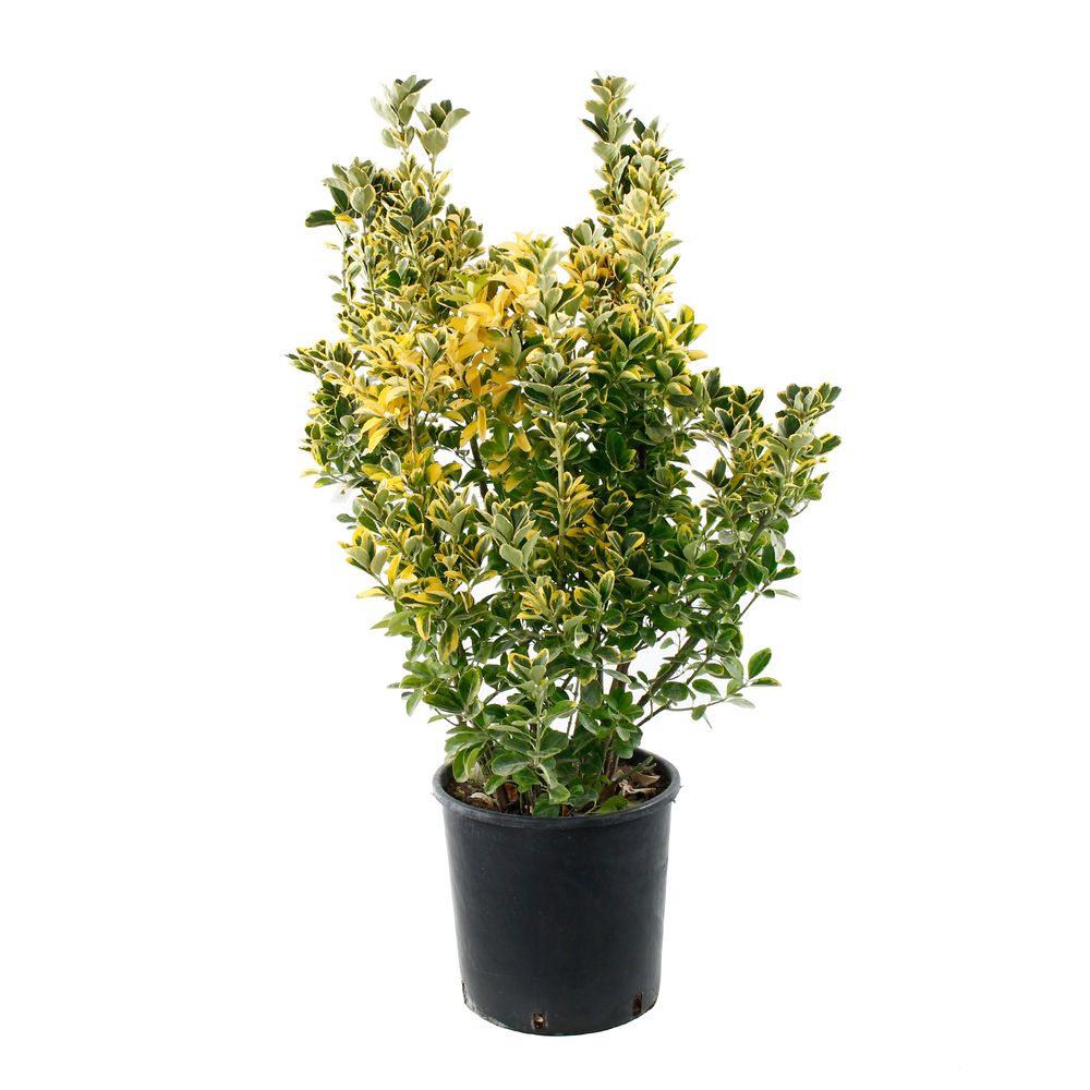 Euonymus japonicus 'Elegantissimus Aureus': conteneur 18 litres