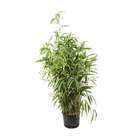Bambou moyen pseudosasa metake 80/100 cm: pot de 12 litres