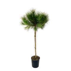 Pinus pinea : demi tige H. 125/150 cm ctr 18 L