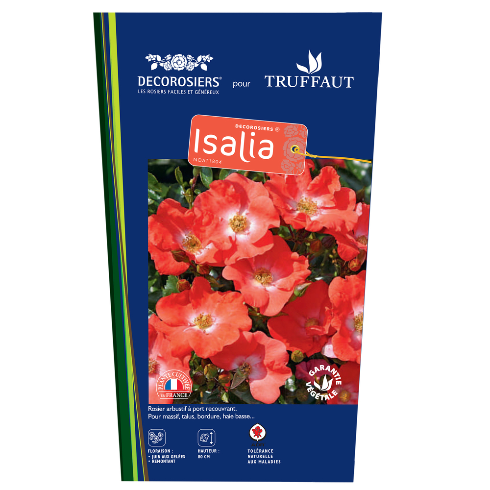 Rosier Décorosiers® 'Isalia®': pot de 3 L