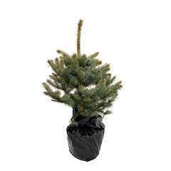 Sapin de Noël naturel Picea pungens : 60/80 cm - C.10 litres en pot