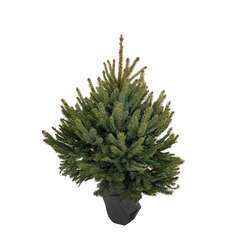 Sapin de Noël naturel Picea pungens : 100/125 cm - C.10 litres en pot
