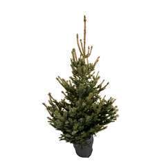 Sapin de Noël naturel Picea pungens : 125/150 cm - C.10 litres en pot