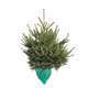 Sapin de Noël naturel Picea excelsa : 60/80 cm - C.7,5 litres en pot