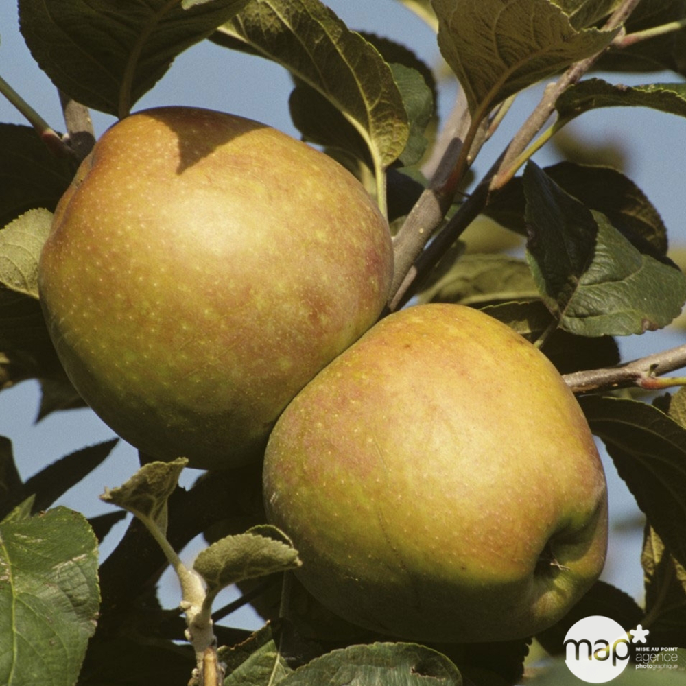 Pommier CÅur de BÅuf : palmette en U