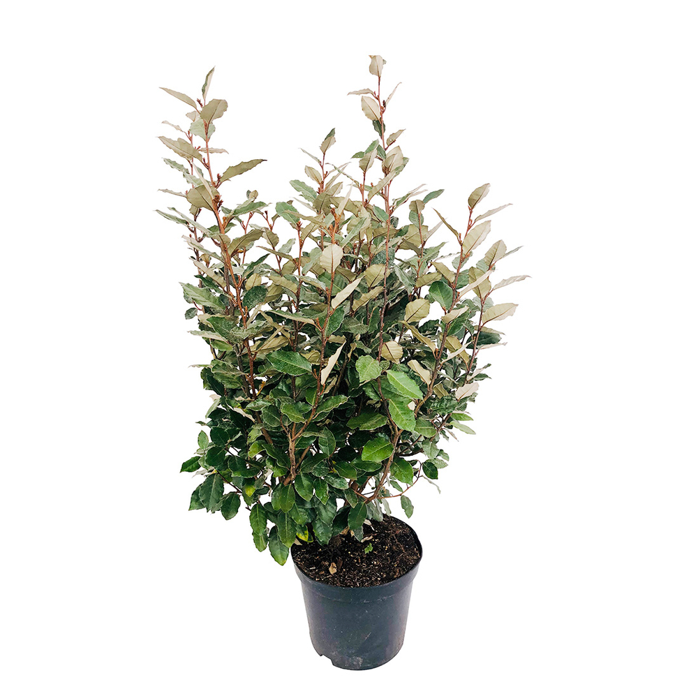 Eleagnus ebbingei 'Compacta' Pot 10L