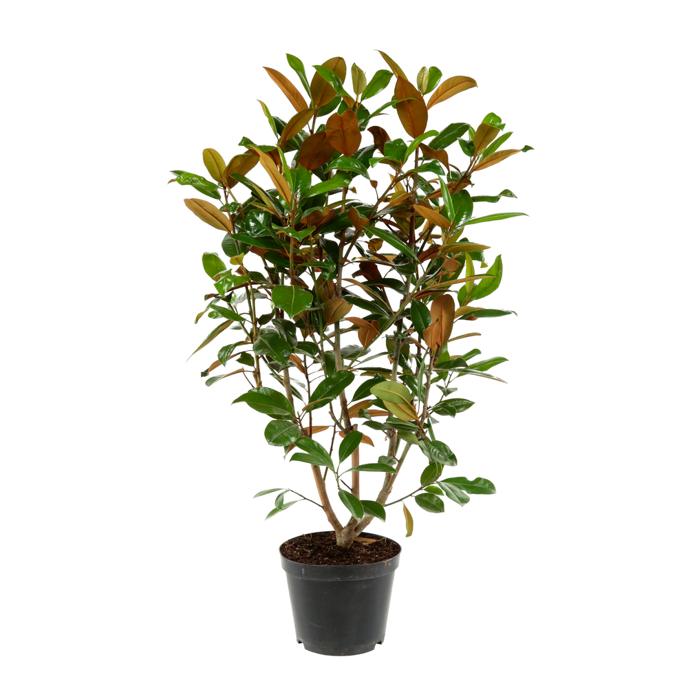 Magnolia grandiflora 'Ferruginea ': conteneur 10 litres