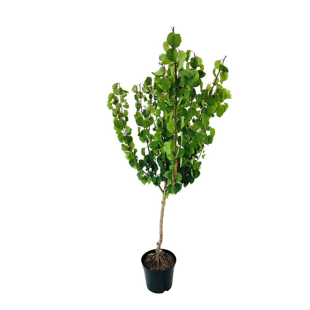 Abricotier Bergarouge® : gobelet 3 ans d'âge conteneur