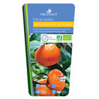 Mandarinier Satsumas: bio pot 3L