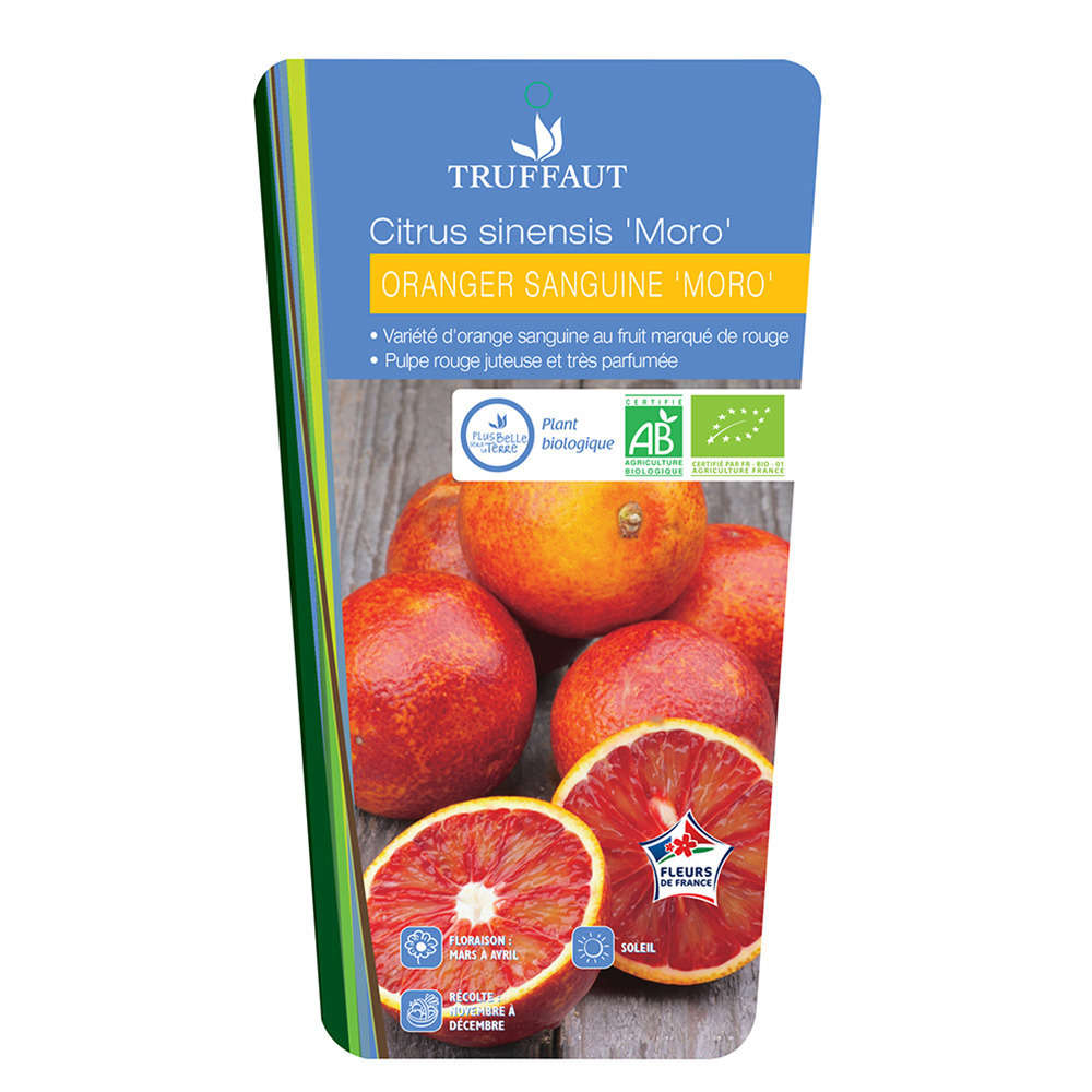 Oranger Moro : bio pot 3L