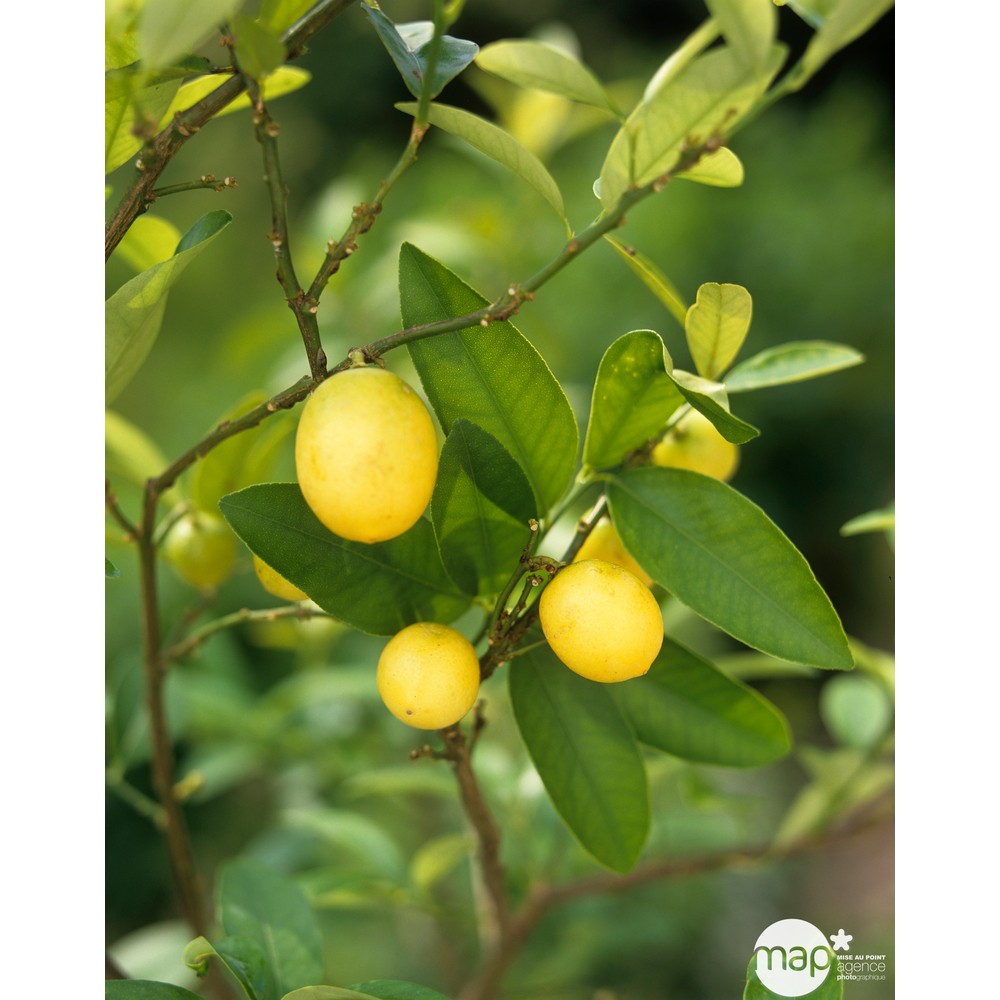 Limequat:AB conteneur 3 litres