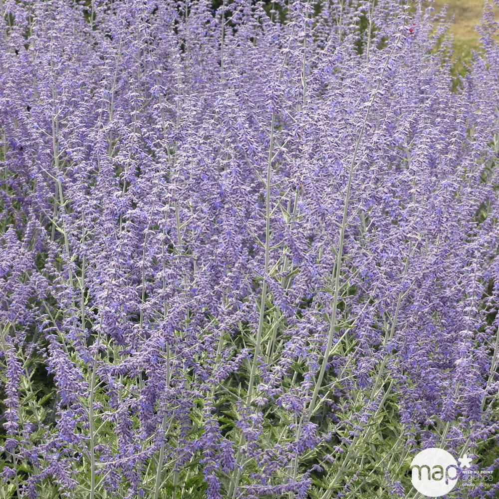 Perovskia atriplicifolia ' Blue Spire' : conteneur 10 litres
