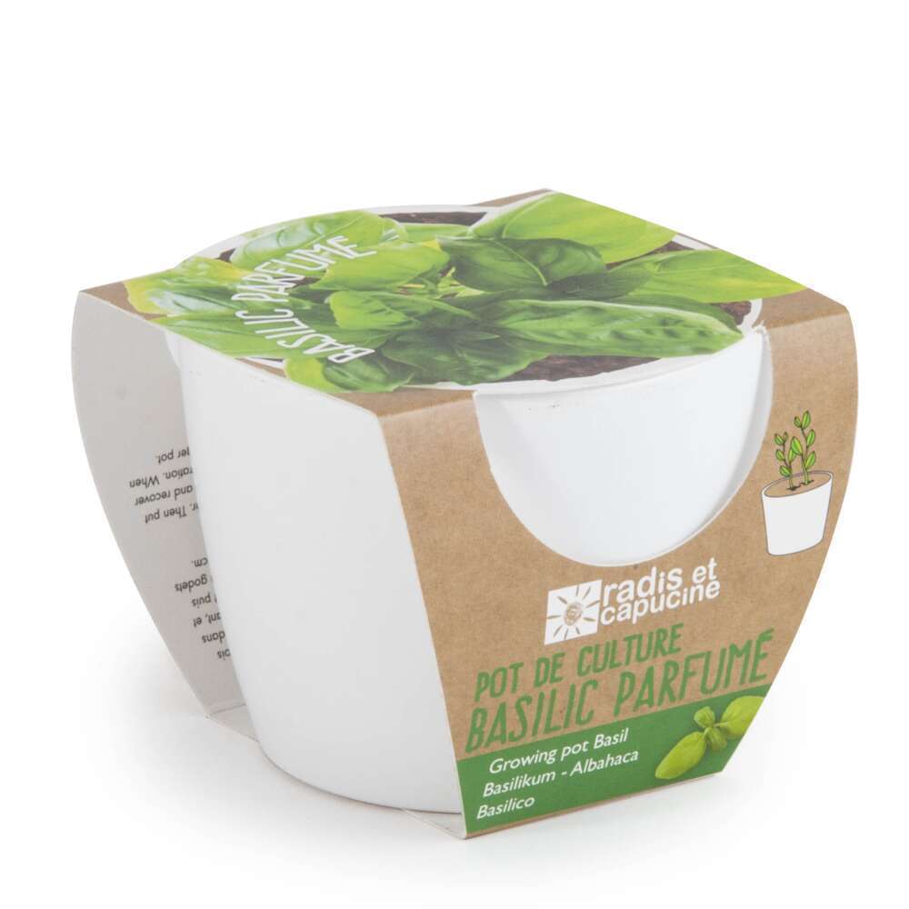 Pot céramique 8 cm basilic