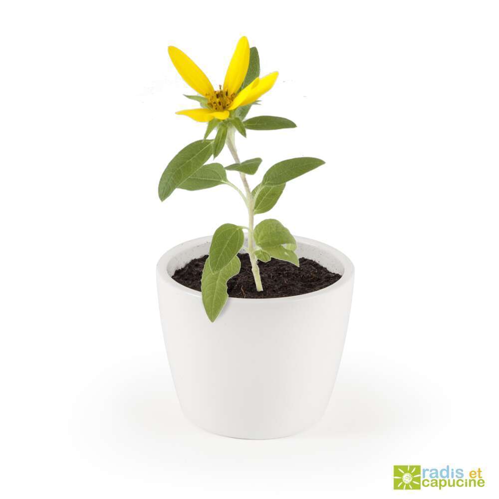 Pot céramique 8 cm Tournesol