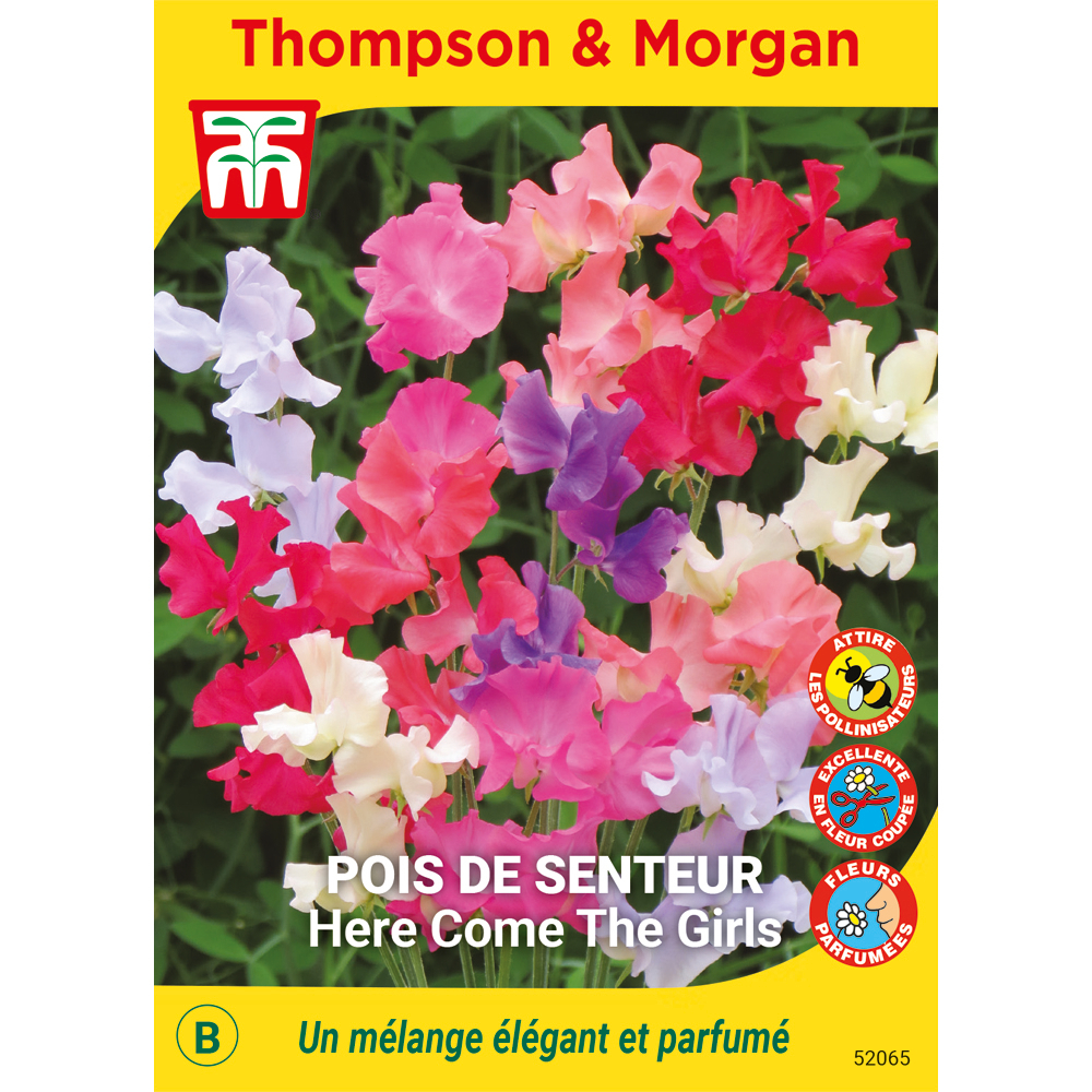 Pois de Senteur : Here Come the Girls