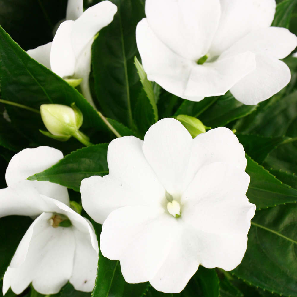 Impatiens Carnaval 3 pieds :pot diamètre 16 cm