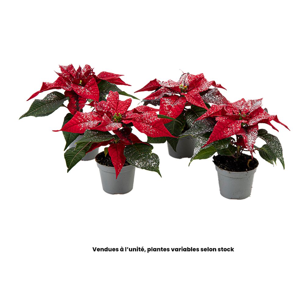 Plante fleurie : pot de D.6cm
