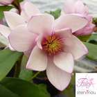 Michelia x 'Fairy Magnolia ® Blush':pot 5L