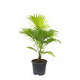 Livistona Rotundifolia : pot D.21cm