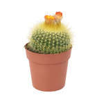 Cactus fleuri:H 12,5 cm pot D 8,5 cm