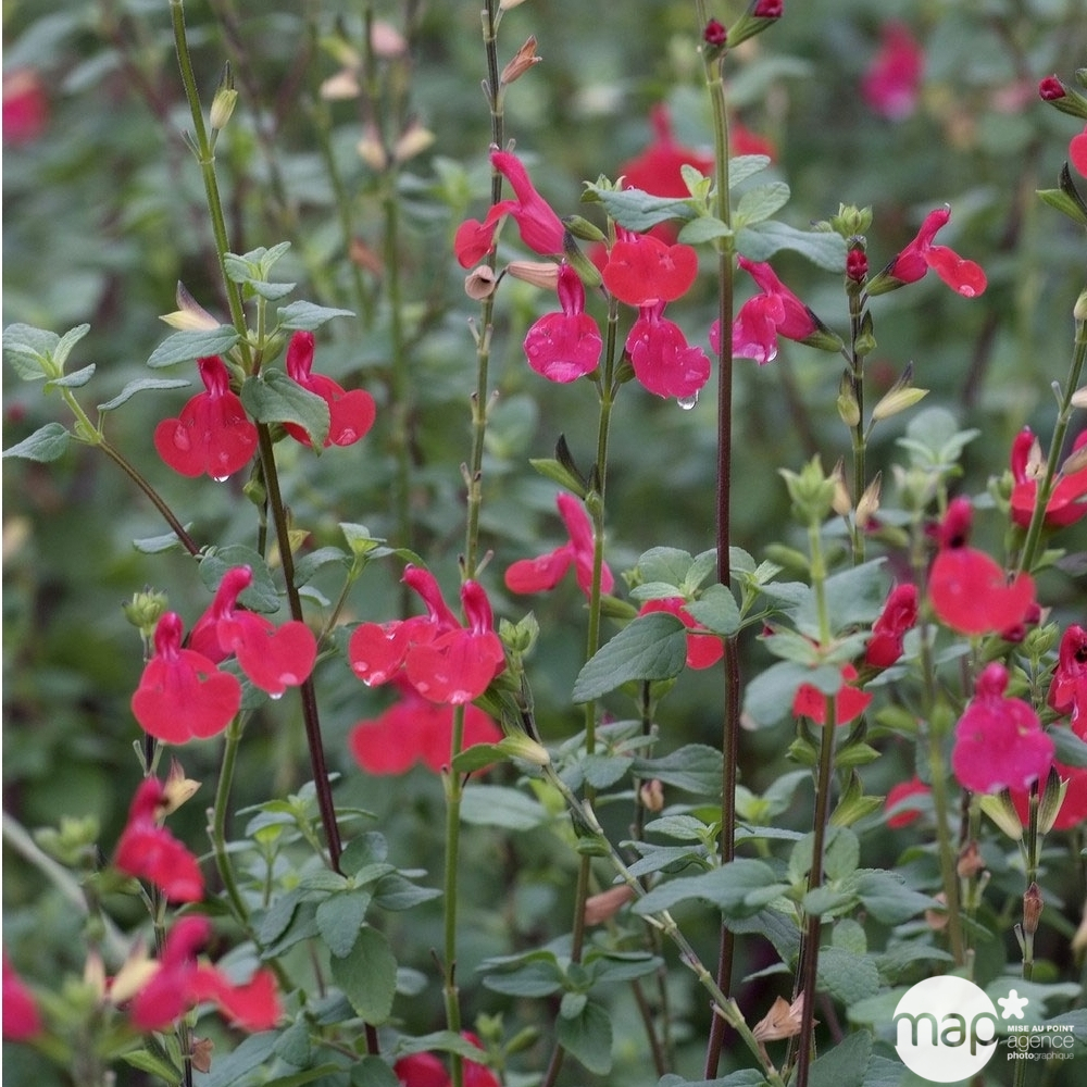 Salvia Grahamii : C3L Marque Truffaut