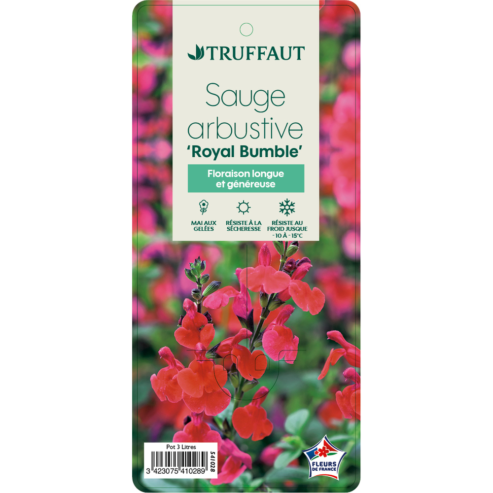 Sauge 'Royal Bumble' : pot de 3L