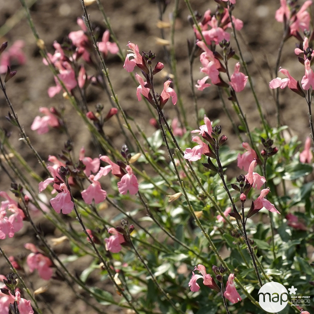 Sauge jamensis 'Pluenn' Truffaut: ctr 3 litres