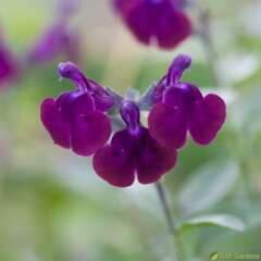 Salvia x jamensis 'Violette de Loire':pot 3L MDD